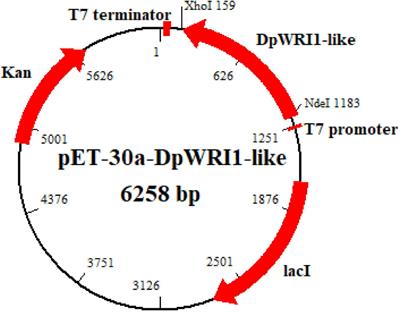 Identification of Targets of Transcription Factor WRINKLED1-Like Related to Lipid Biosynthesis From Marine Microalga Dunaliella parva